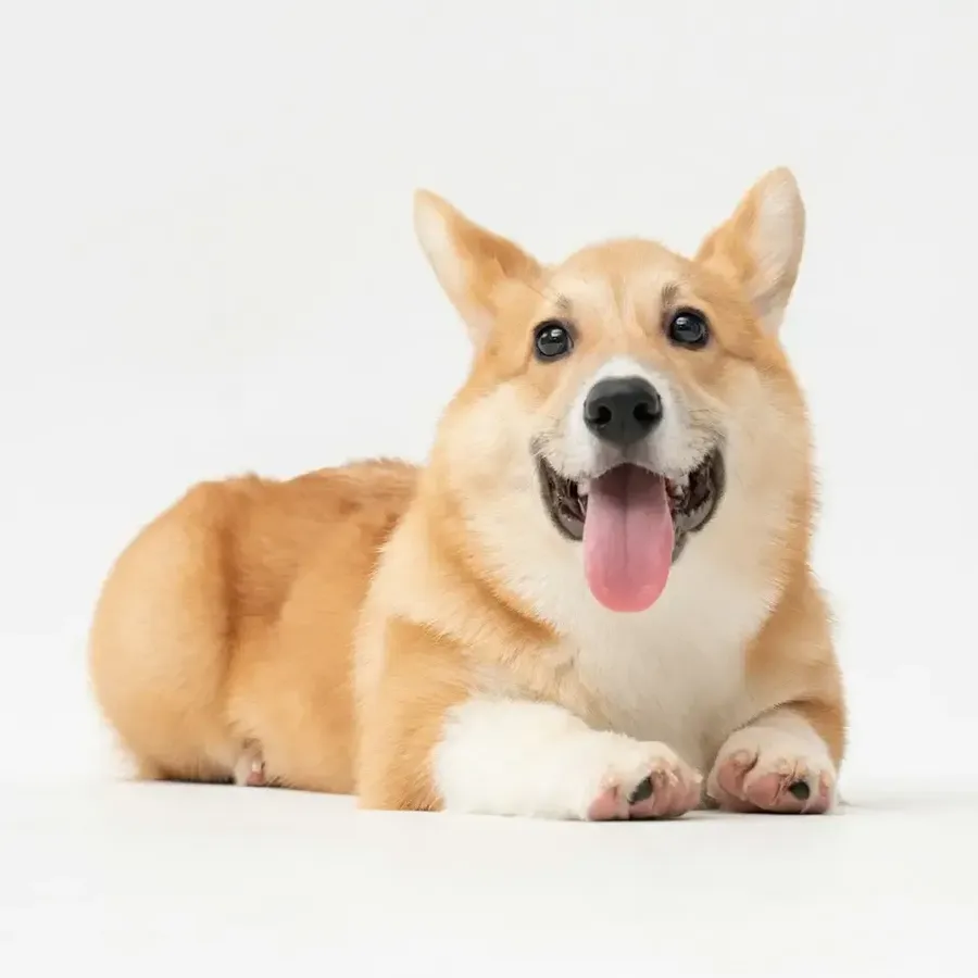 Tan and white corgi lying down with its tongue out against a pale background.