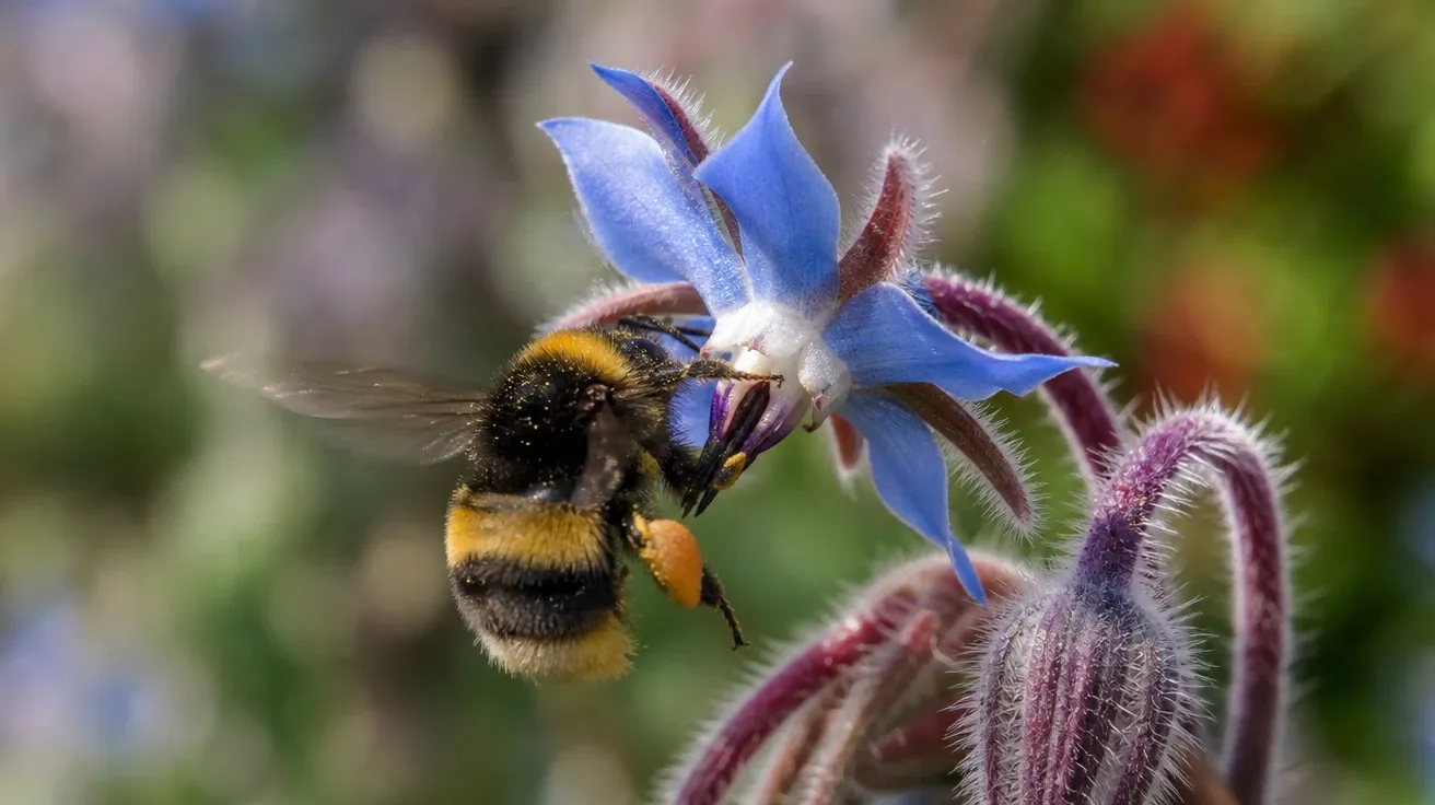 AI bee image of a buff-tailed bumblebee landing on a star-shaped blue borage flower in a sunlit garden.