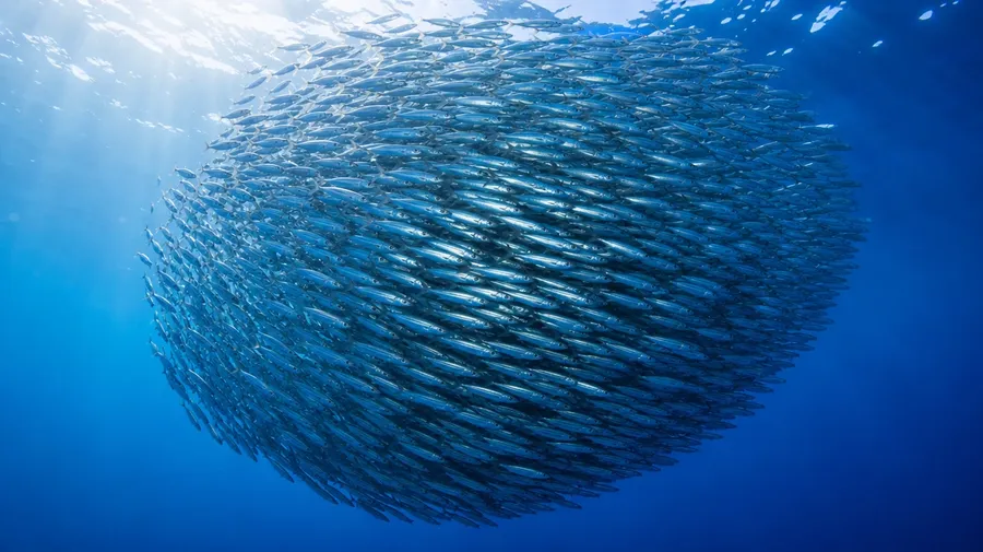 Tight bait-ball school of silver sardines turning together in clear blue open ocean. AI fish stock photo.
