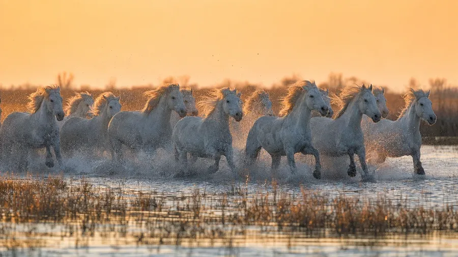 Camargue white horses gallop through marsh water at golden hour, manes streaming, AI-generated stock horse image.
