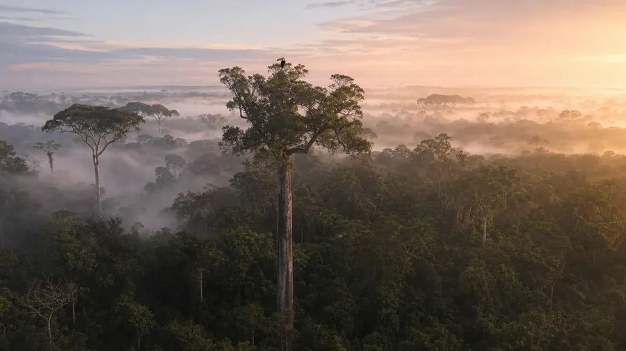 AI-generated dawn mist over an Amazon canopy with a toucan silhouette at the top of a kapok tree at sunrise.