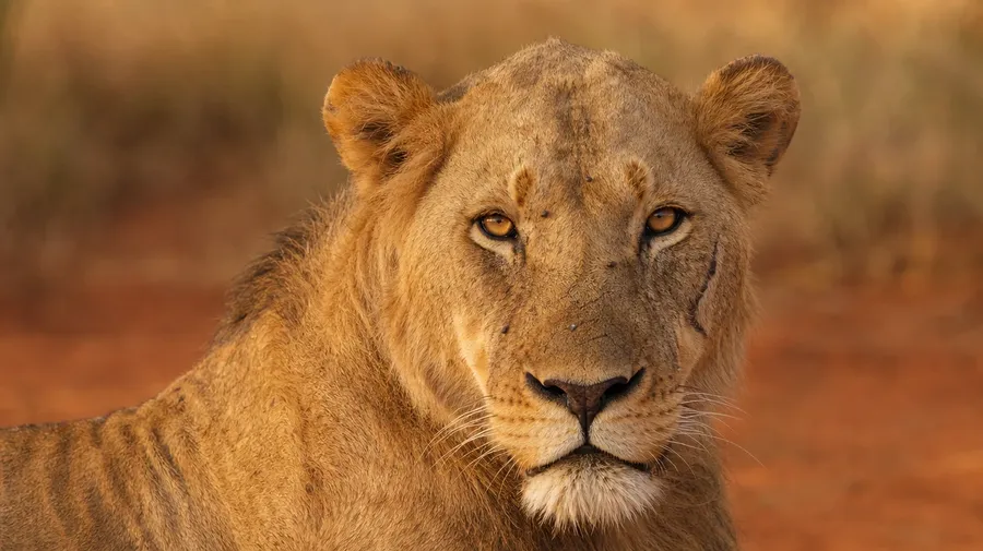 Tsavo East maneless male lion portrait with intense amber eyes and scarred face, AI-generated stock lion image.