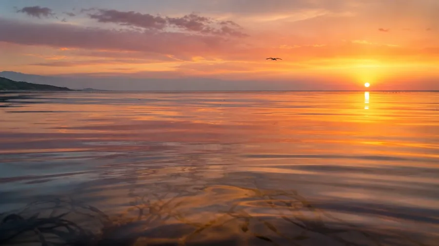 Pacific Ocean glassy calm at sunrise with golden mirror surface and pelican gliding low, AI-generated stock ocean image.