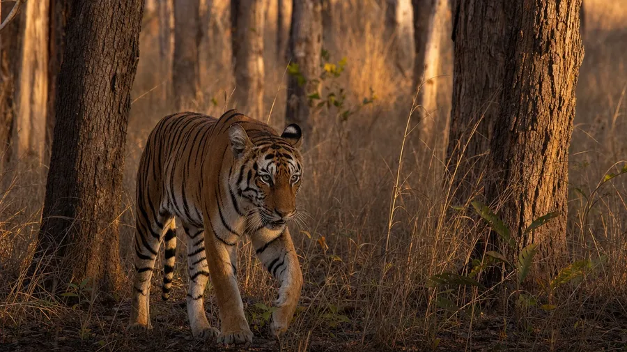 AI-generated tiger picture of an Indochinese tiger walking through a Thailand dry deciduous forest at golden hour.