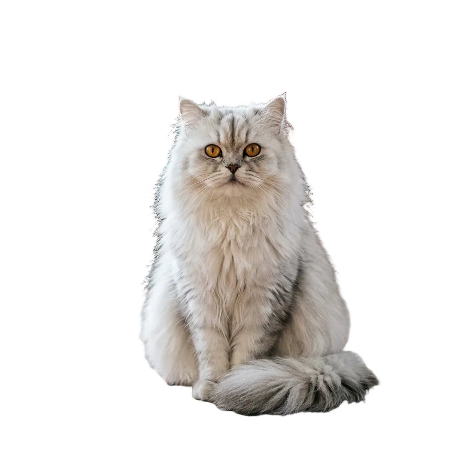 The same Persian cat cut out onto a transparent background with the rug and brick wall removed, background removed with getimg.ai