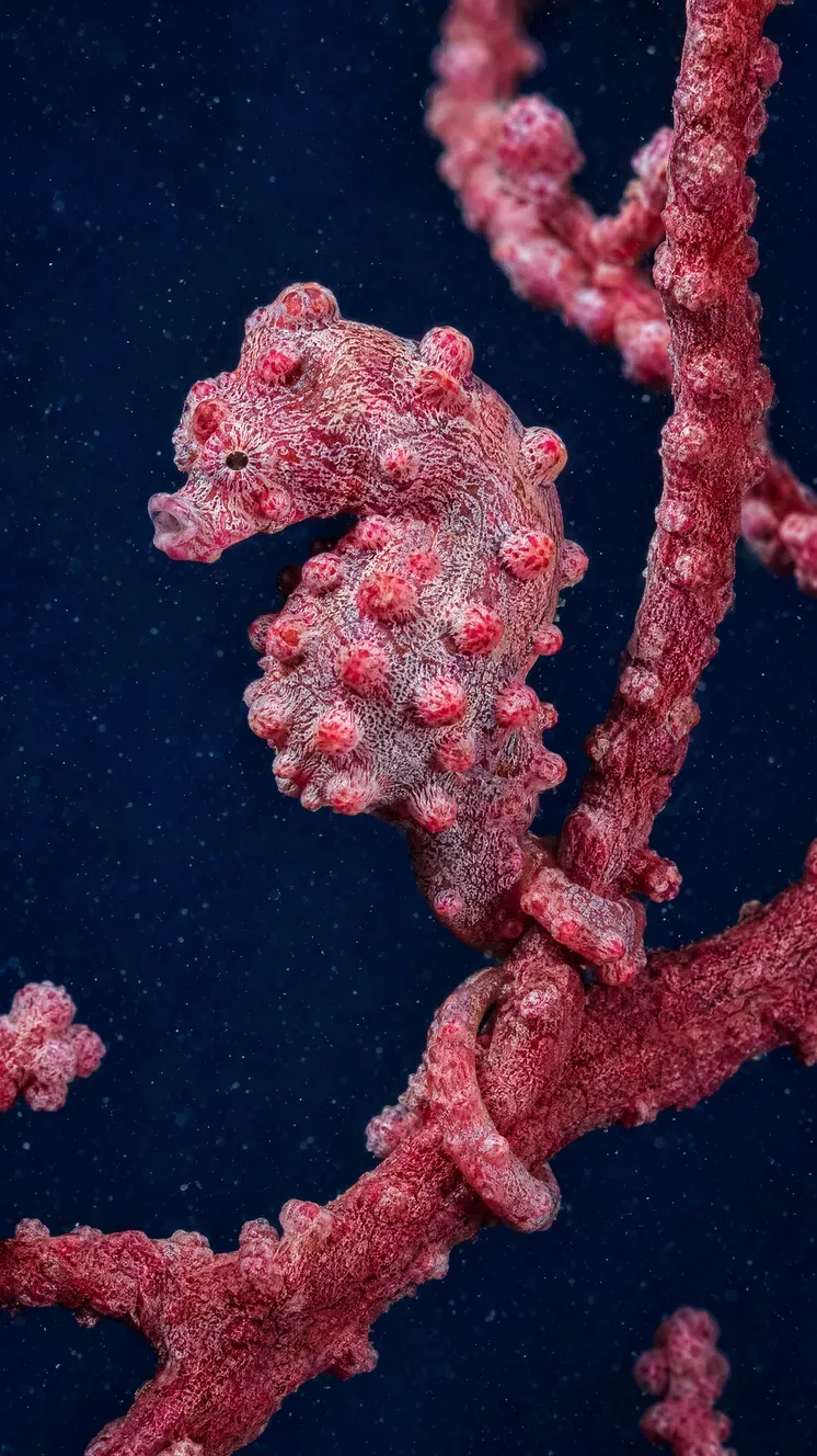 gpt image 2k image generator