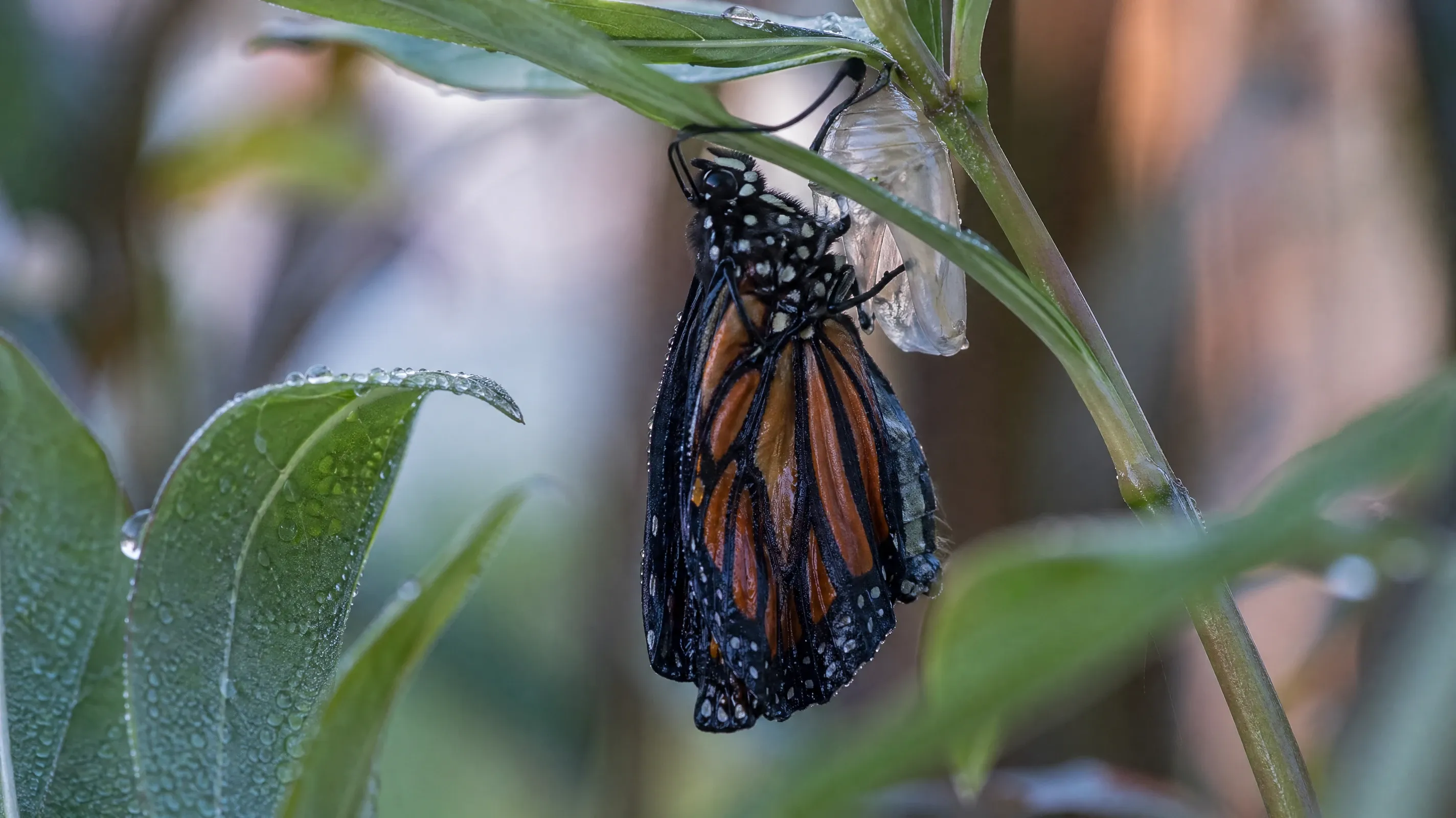 AI stock butterfly image of a freshly eclosed monarch on its empty chrysalis on a milkweed stem at dawn.