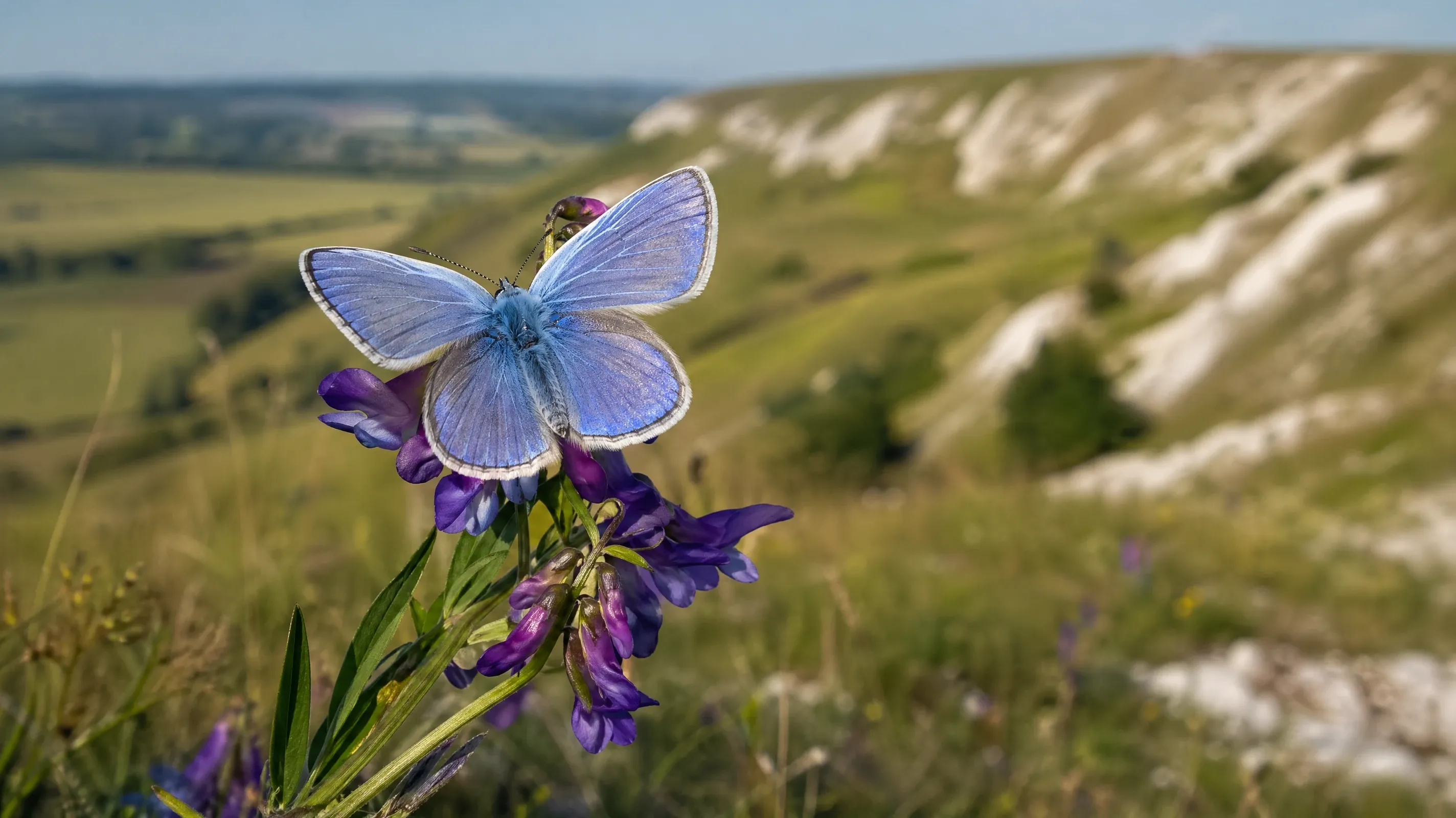 AI stock butterfly photo of a male chalkhill blue resting on a horseshoe vetch on English chalk grassland.