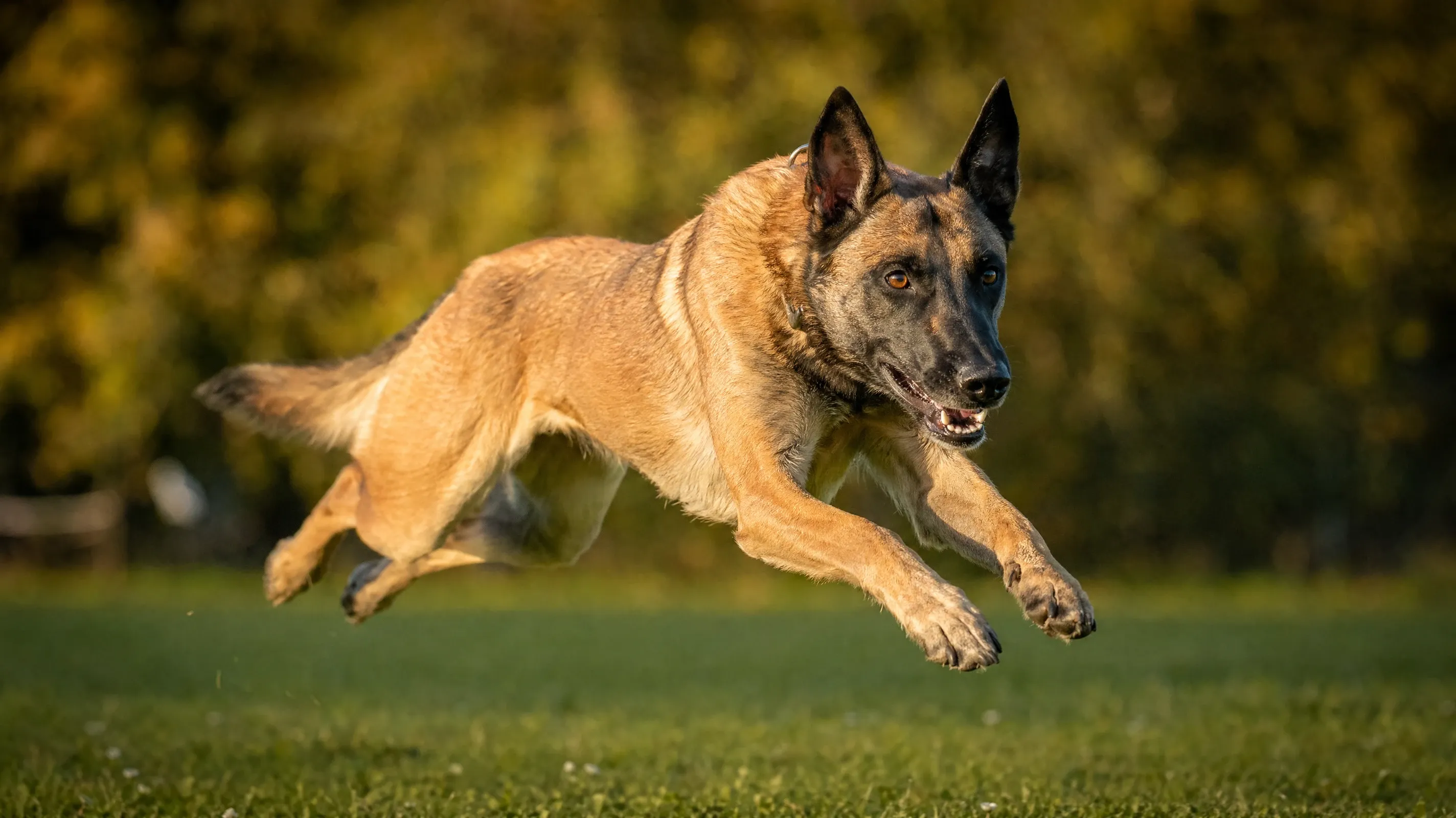 AI stock dog image of a Belgian Malinois caught mid-stride on a sunlit training field
