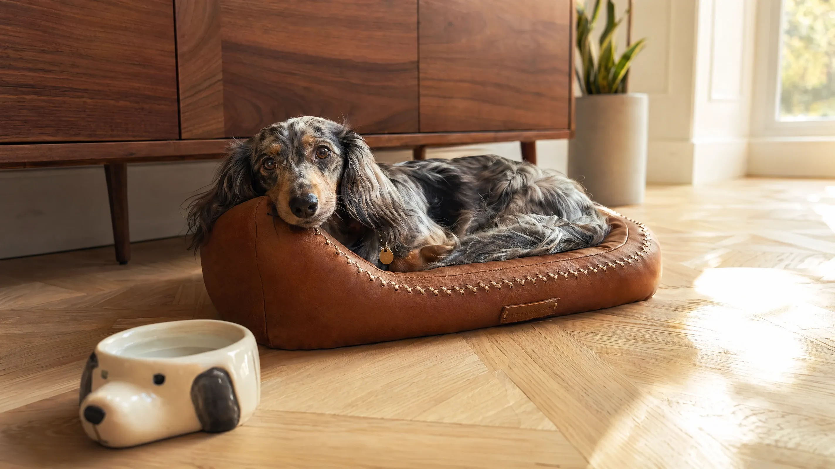 AI stock dog image of a long-haired Dachshund curled on a leather pet bed in a sunlit apartment