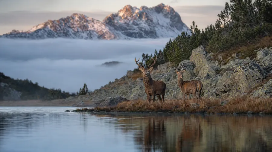 AI stock nature image of two red deer at a glassy highland tarn at first light with fog inversion below the ridgeline.