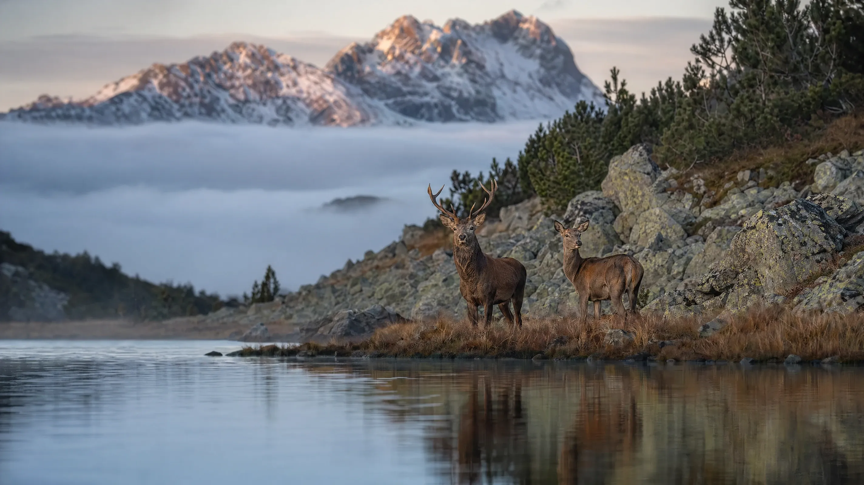 AI stock nature image of two red deer at a glassy highland tarn at first light with fog inversion below the ridgeline.